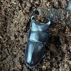 新潟県上越市産オオクワガタ♂ 50mm