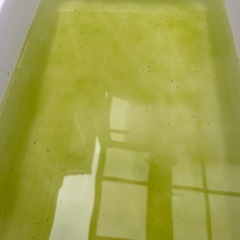 みゆきメダカ　1匹10円　＋　浮き草の画像