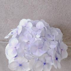 薄いピンクの紫陽花
