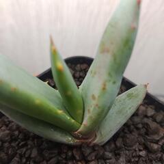 アロエ　クラビフローラ　実生　Aloe claviflora
の画像