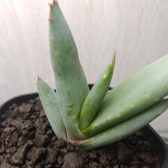 アロエ　クラビフローラ　実生　Aloe claviflora
の画像