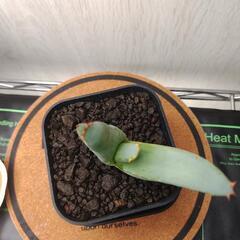 アロエ　クラビフローラ　実生　Aloe claviflora
の画像