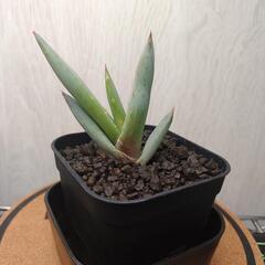 アロエ　クラビフローラ　実生　Aloe claviflora
の画像