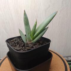 アロエ　クラビフローラ　実生　Aloe claviflora
の画像