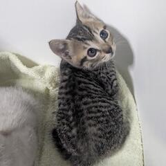 子猫
