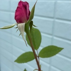 バラ苗