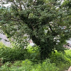 梅の木の剪定