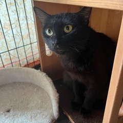 6/22(日)譲渡会⭐️黒猫クロミ