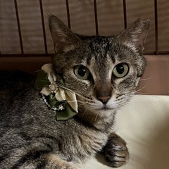 ❤️大人しい鈴ちゃんの里親様募集中〜😊