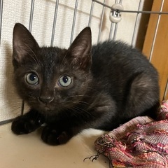 おとなしい、可愛い子ですイチゴちゃん