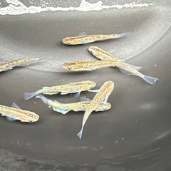 #22 ミックスメダカ　ゴールドラメ系　8匹500円の画像