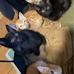 可愛い生後2ヶ月の子猫六匹ずっとの家族探してます🐈‍⬛❤️