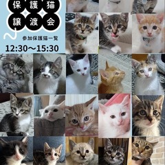 明日は子猫だらけの里親会です！！