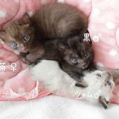 可愛い3きょうだい - 里親募集