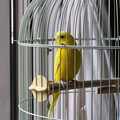 セキセイインコ（ルチノー）