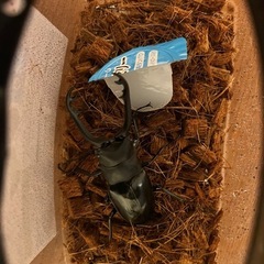 ギラファノコギリクワガタ　オス