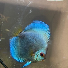 ディスカス