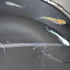 メダカの針子30匹の画像