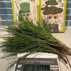 群馬県産、松葉、赤松 300グラ（無消毒） 