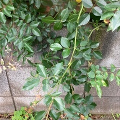 薔薇の切り枝　挿木用　　千葉県八千代市から逗子駅間で受け渡し可能です。の画像