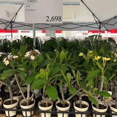 🌼プルメリアの苗木🌼の画像