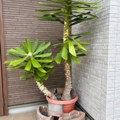 観葉植物【ユッカ
】