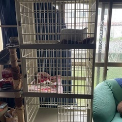 猫ゲージ