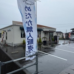 めだか無人販売(土日限定個体も)の画像