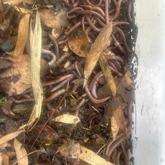 ドバミミズ  ミミズ うなぎ釣り うなぎ 釣り 釣り餌の画像