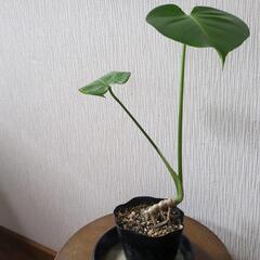 モンステラ200円