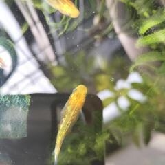 希少　夜桜ゴールド　若魚メダカ　5匹1000円　改良めだかの画像