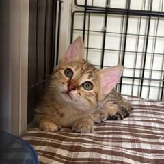 生後１ヶ月半位　TNRの現場で保護された子猫のじんたくん【6月1...