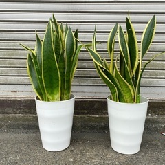 サンセベリア　60cm　×2鉢セット