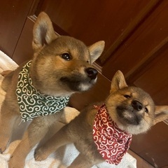 柴犬の仔犬