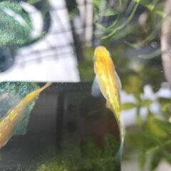 希少　夜桜ゴールド　若魚メダカ　5匹1000円　改良めだかの画像