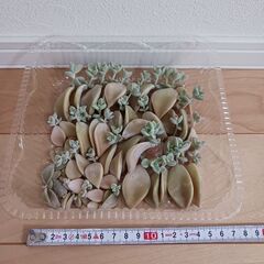 多肉植物 朧月 葉挿し