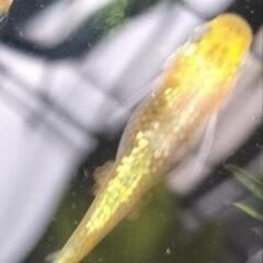 希少　夜桜ゴールド　若魚メダカ　5匹1000円　改良めだかの画像