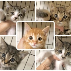 千葉県野田市😸🍀6/21(土)保護猫譲渡会
