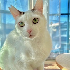 千葉県野田市😸🍀6/21(土)保護猫譲渡会 - 野田市