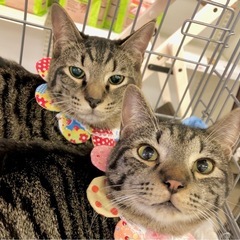 千葉県野田市😸🍀6/21(土)保護猫譲渡会 - 猫