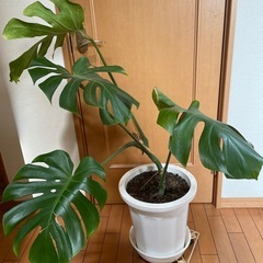 観葉植物モンステラ
