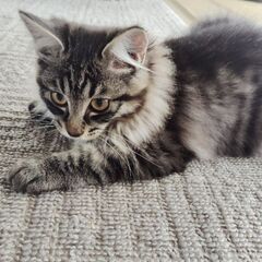 里親さん募集します🐱