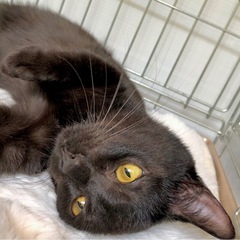 千葉県野田市😸🍀6/21(土)保護猫譲渡会 - 里親募集