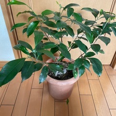 観葉植物ガジュマル
