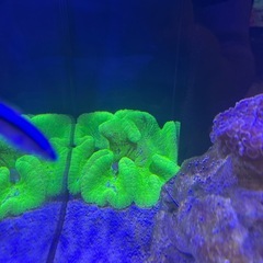 イボハタゴイソギンチャクの画像