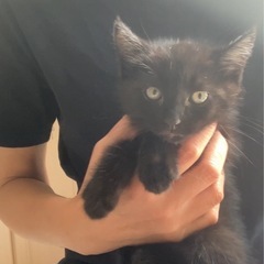 中毛黒猫　くろ豆