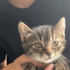 やや顔が大きめな女の子　はな豆ちゃん