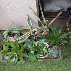 多肉植物（アガベ、ユーフォルビア、など）