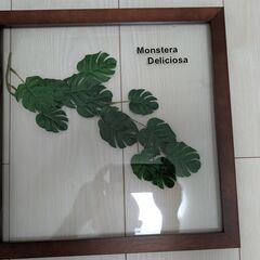 ウォールグリーン フェイク観葉植物 壁掛け 3点の画像