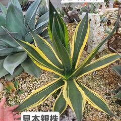 アガベ　トニーズタイガー　1鉢⭕サルミアナフェロックスのキレイな...